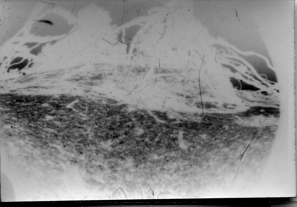 From the series "Island Life"